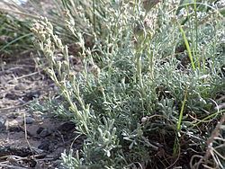Artemisia pedatifida httpsuploadwikimediaorgwikipediacommonsthu
