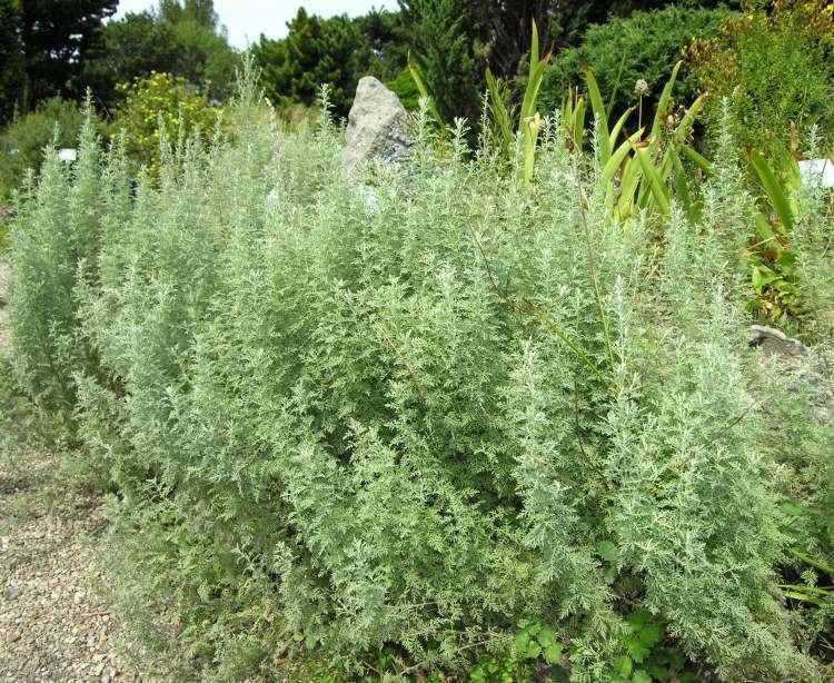 Artemisia pontica Artemisia pontica Assenzio del Ponto