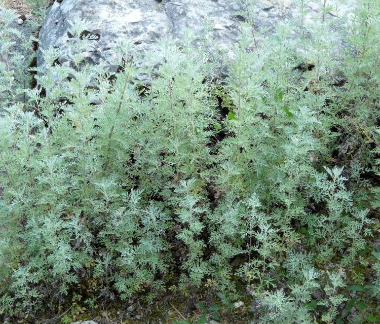 Artemisia pontica luirigaltervistaorgcpmalbumsbotunits42artem