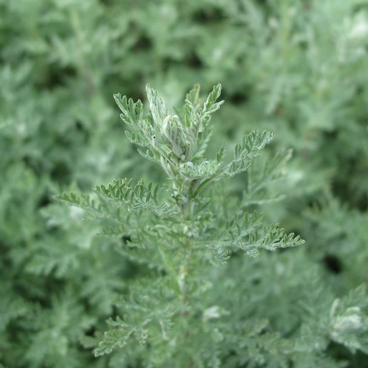 Artemisia pontica FileIMG 4329 Artemisia ponticajpg Wikimedia Commons