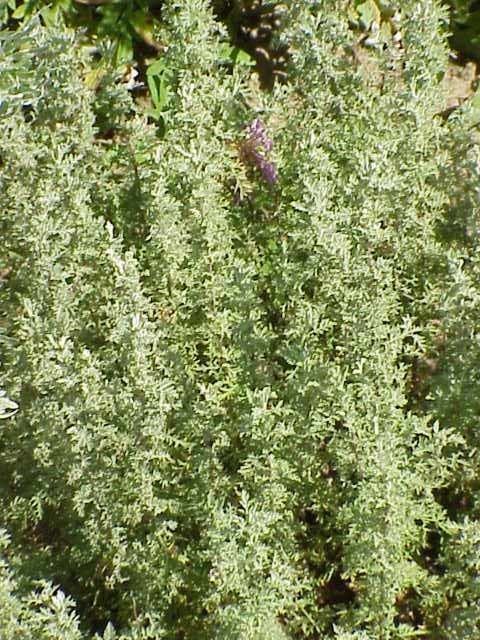 Artemisia pontica Artemisia pontica Wikipedia