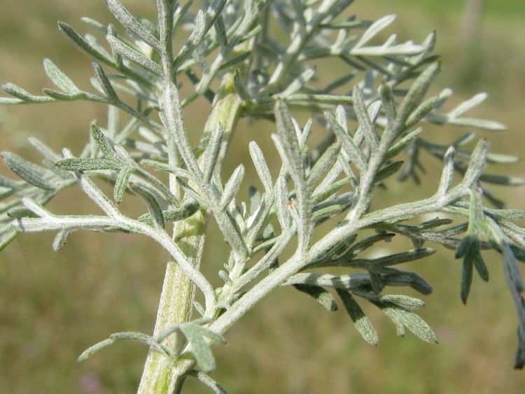 Artemisia pontica Image Artemisia pontica Roman Wormwood BioLibcz