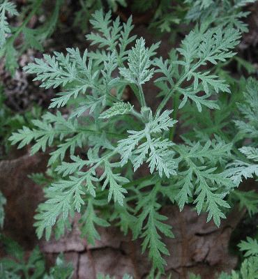 Artemisia pontica Artemisia pontica Michigan Flora