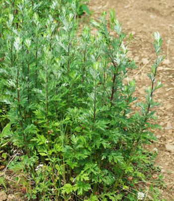 Artemisia princeps Yomogi Artemisia princeps packet of 200 seeds Strictly