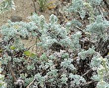 Artemisia pycnocephala Artemisia pycnocephala Wikipedia