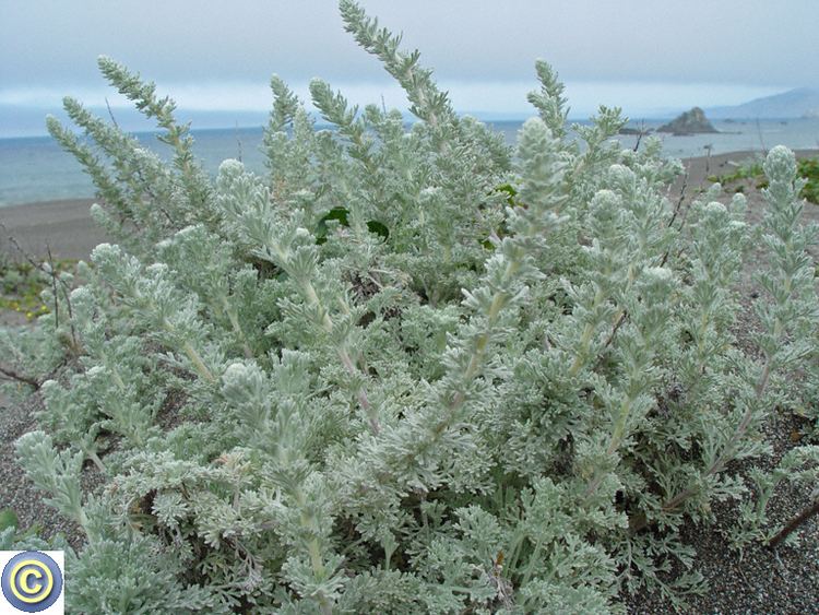 Artemisia pycnocephala CalPhotos Artemisia pycnocephala Beach Wormwood