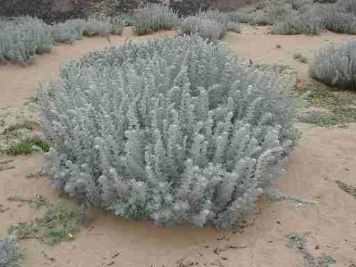Artemisia pycnocephala Artemisia pycnocephala Sandhill Sage