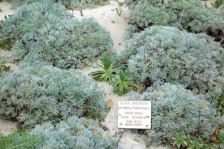 Artemisia pycnocephala FileArtemisia pycnocephala 39David39s Choice39 Regional Parks