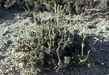Artemisia pygmaea httpsuploadwikimediaorgwikipediacommonsthu