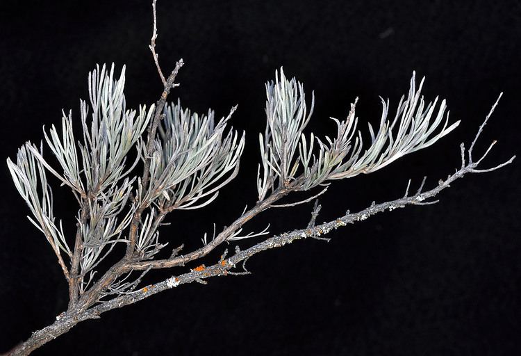 Artemisia rigida Oregon Flora Project