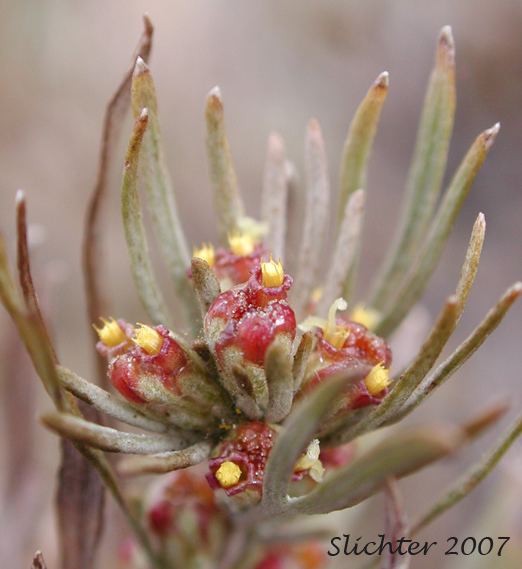 Artemisia rigida sciencehalleyhostingcomnaturegorgesunshrubr