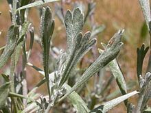 Artemisia rothrockii httpsuploadwikimediaorgwikipediacommonsthu