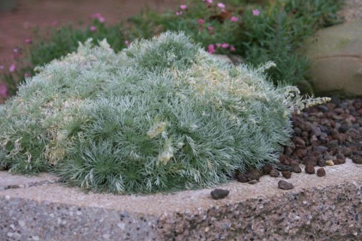 Artemisia schmidtiana Artemisia schmidtiana 39Nana39 Rock garden perennials Perennials