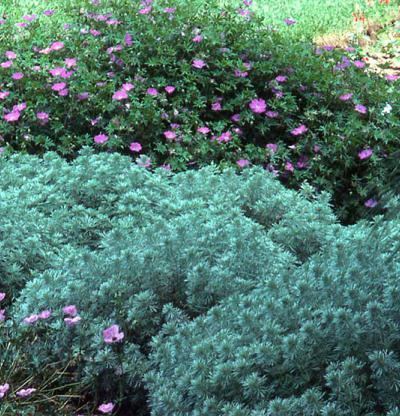 Artemisia schmidtiana wwwfinegardeningcomsitesfinegardeningcomfile