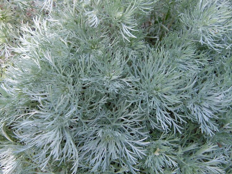 Artemisia schmidtiana FileArtemisia schmidtiana Parc de BercyJPG Wikimedia Commons