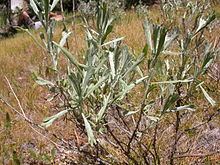 Artemisia spiciformis httpsuploadwikimediaorgwikipediacommonsthu