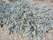 Artemisia stelleriana httpsuploadwikimediaorgwikipediacommonsthu