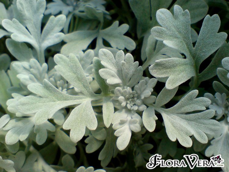 Artemisia stelleriana Artemisia stelleriana Floravera