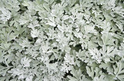 Artemisia stelleriana Artemisia stelleriana 39Boughton Silver39 RHS Gardening