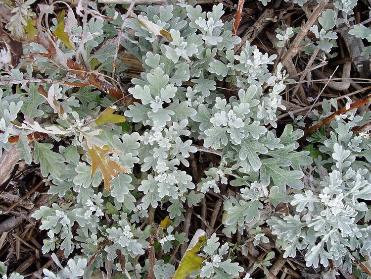 Artemisia stelleriana Artemisia stelleriana beach wormwood Go Botany