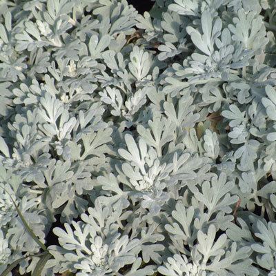 Artemisia stelleriana Artemisia stelleriana 39 Boughton Star39 39Mori39s Form39
