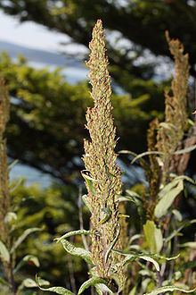 Artemisia suksdorfii httpsuploadwikimediaorgwikipediacommonsthu