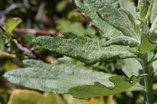 Artemisia suksdorfii Coastal Mugwort Artemisia suksdorfii