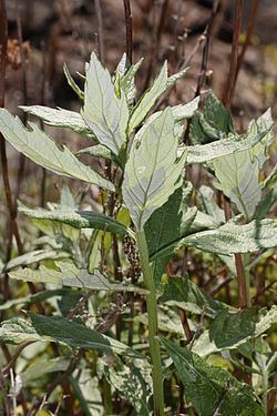 Artemisia suksdorfii Artemisia suksdorfii Wikispecies