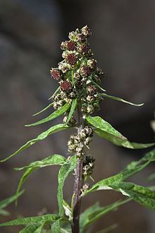 Artemisia tilesii httpsuploadwikimediaorgwikipediacommonsthu