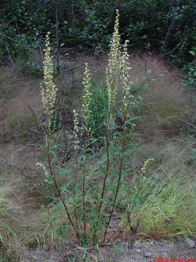 Artemisia tilesii Alaska Wildflowersus Artemisia tilesii Ledeb