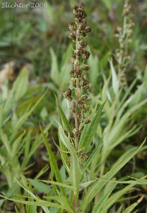 Artemisia tilesii Tall Wormwood Tileus39 Wormwood Artemisia tilesii Synonyms