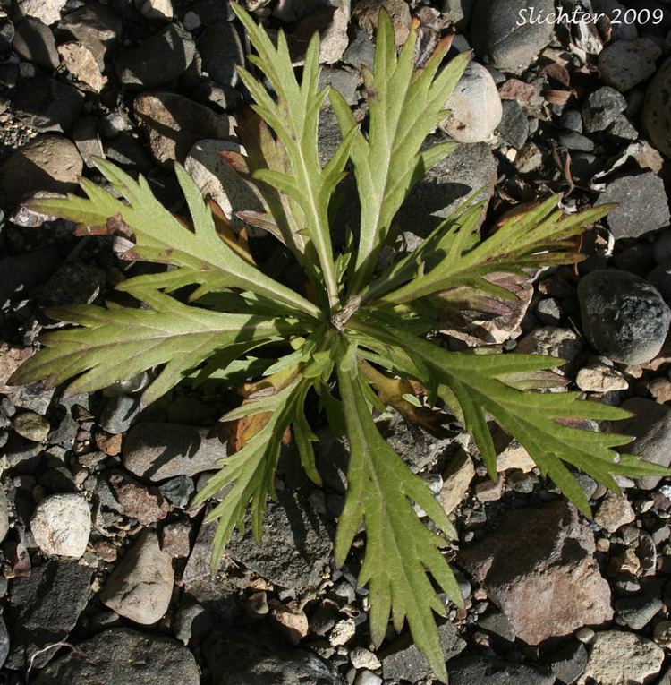 Artemisia tilesii Tall Wormwood Tileus39 Wormwood Artemisia tilesii Synonyms