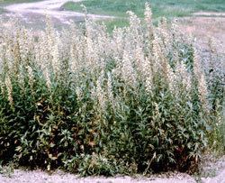 Artemisia tilesii Artemisia tilesii ssp tilesii