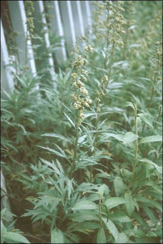 Artemisia tilesii Flora of the Canadian Arctic Archipelago Artemisia tilesii Ledeb