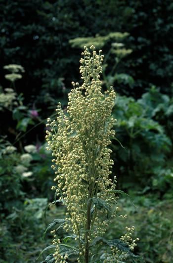 Artemisia tilesii Mountain Wormwood Artemisia tilesii Alaskan Essences Online Store