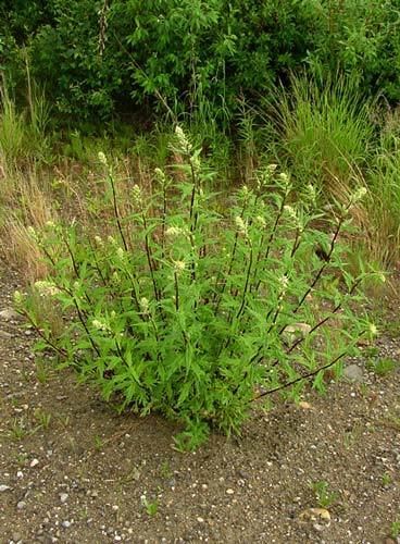 Artemisia tilesii Artemisia tilesii