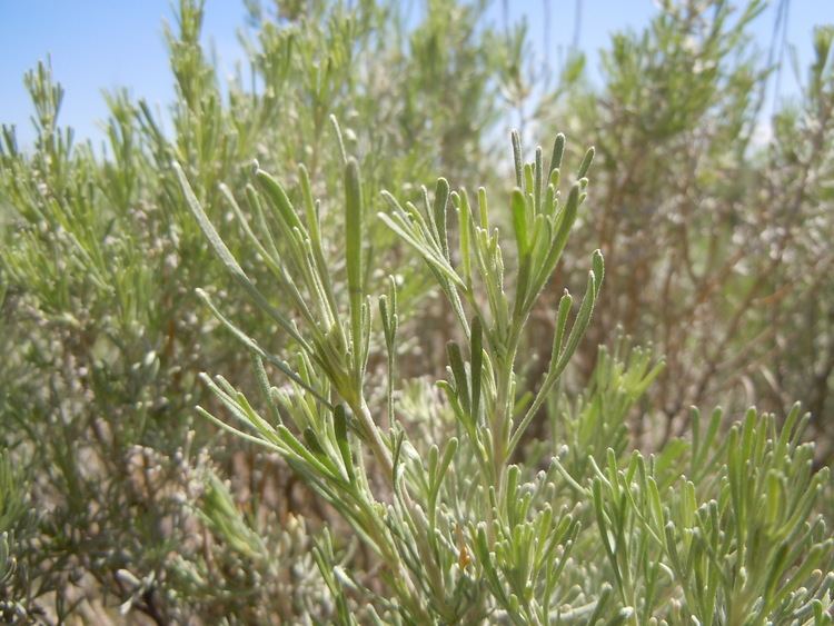 Artemisia tripartita FileArtemisia tripartita 5802264693jpg Wikimedia Commons