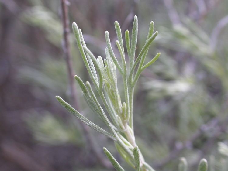 Artemisia tripartita FileArtemisia tripartita 4036541153jpg Wikimedia Commons