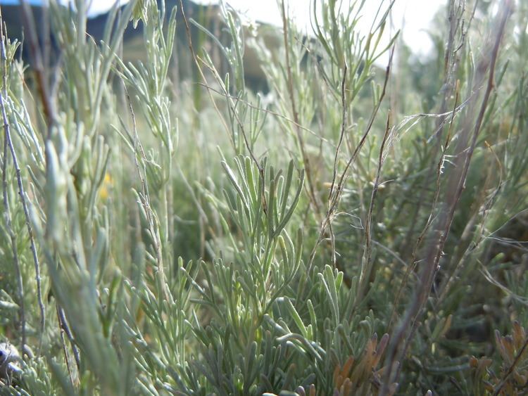 Artemisia tripartita FileArtemisia tripartita 5445454367jpg Wikimedia Commons