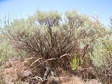 Artemisia tripartita httpsuploadwikimediaorgwikipediacommonsthu
