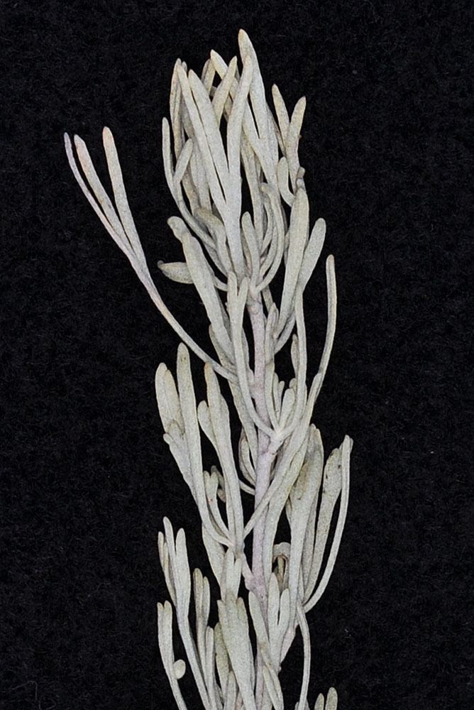 Artemisia tripartita Artemisia tripartita