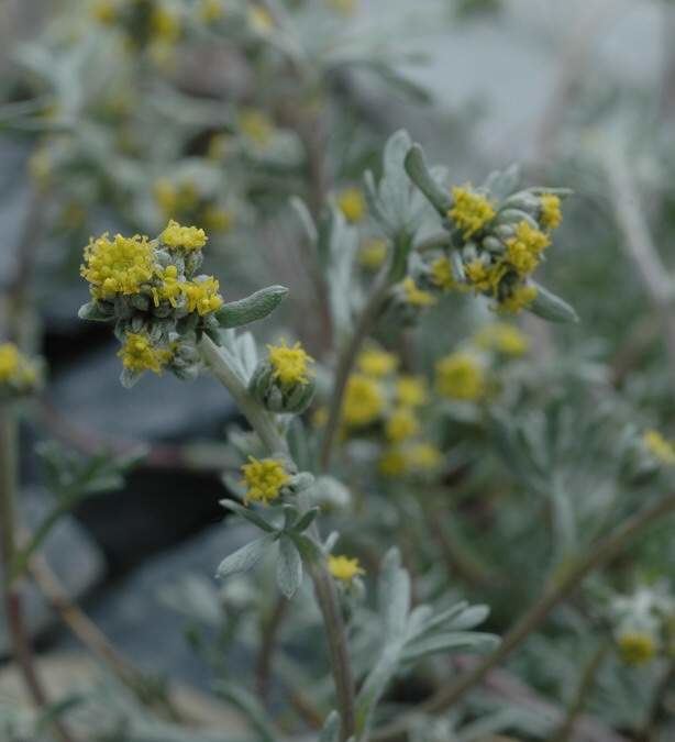 Artemisia umbelliformis alpine wormwood 1763 English common name Artemisia umbelliformis