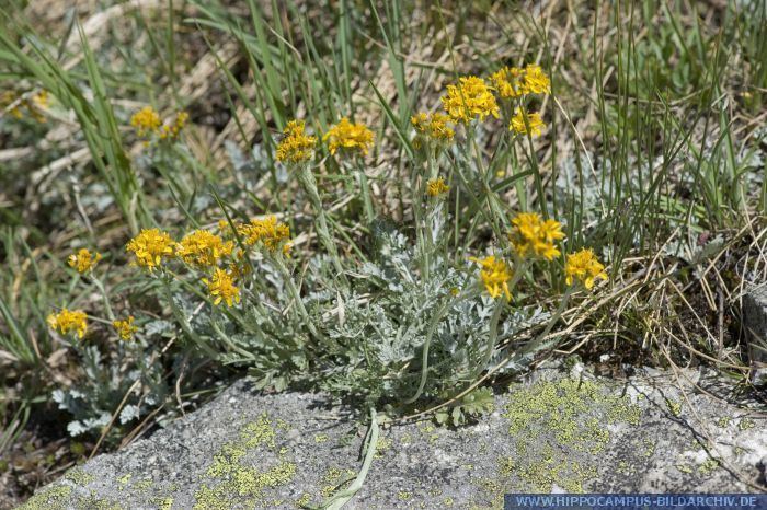 Artemisia umbelliformis Artemisia umbelliformis alias Echte Edelraute Hippocampus Bildarchiv