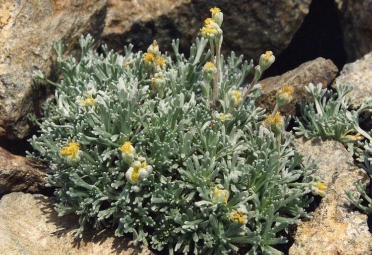 Artemisia umbelliformis Artemisia umbelliformis Wikipedia