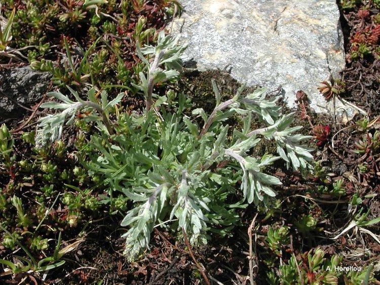 Artemisia umbelliformis httpsinpnmnhnfrphotosuploadswebtofsinpna
