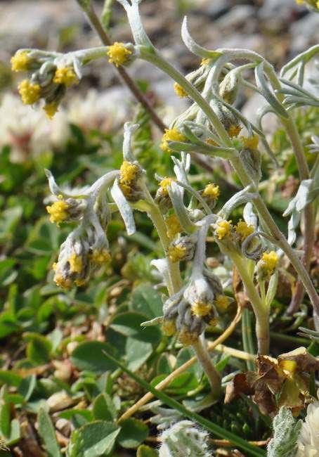 Artemisia umbelliformis Artemisia umbelliformis Assenzio genep bianco