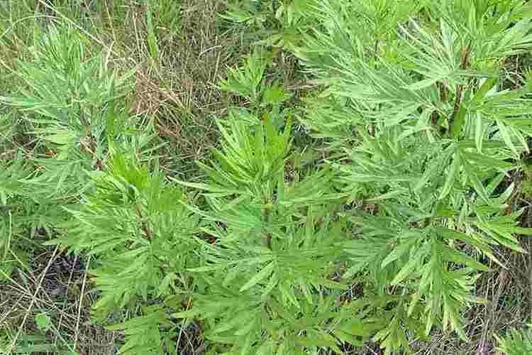 Artemisia verlotiorum Artemisia verlotiorum