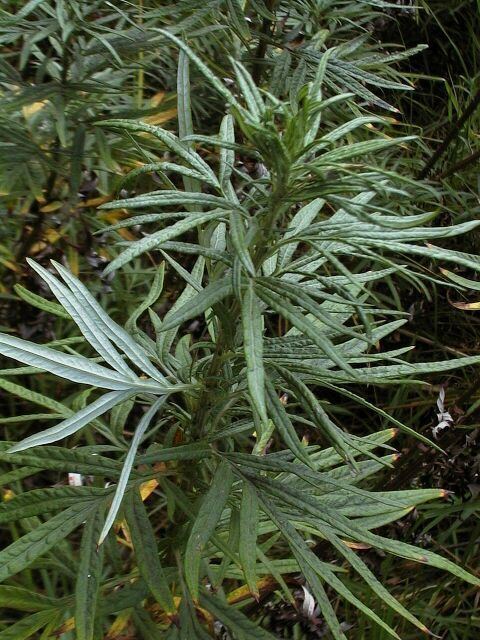 Artemisia verlotiorum Chinese wormwood or mugwort Artemisia verlotiorum Eurobodalla