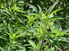 Artemisia verlotiorum Artemisia verlotiorum Wikipedia