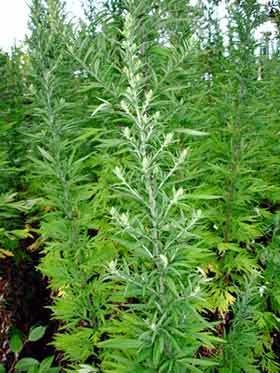 Artemisia verlotiorum Artemisia verlotiorum New Zealand Plant Conservation Network